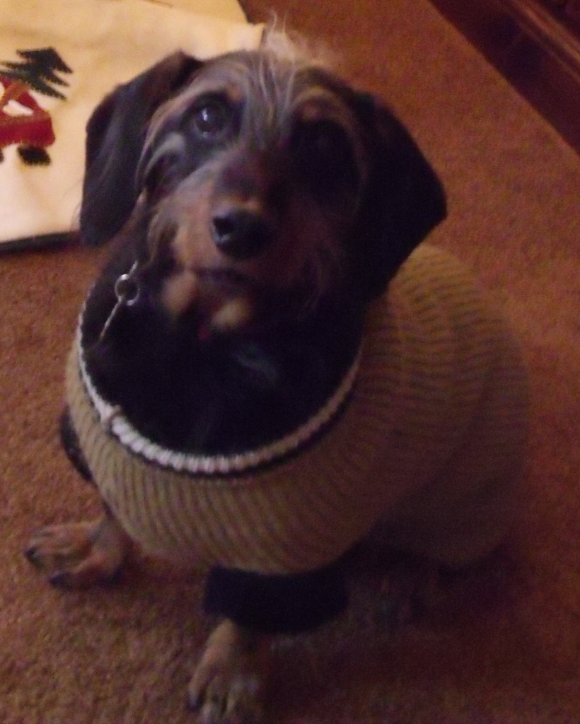 How cold is too cold for a dog to be outside?