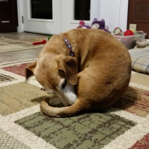 dachshund dog licking rear
