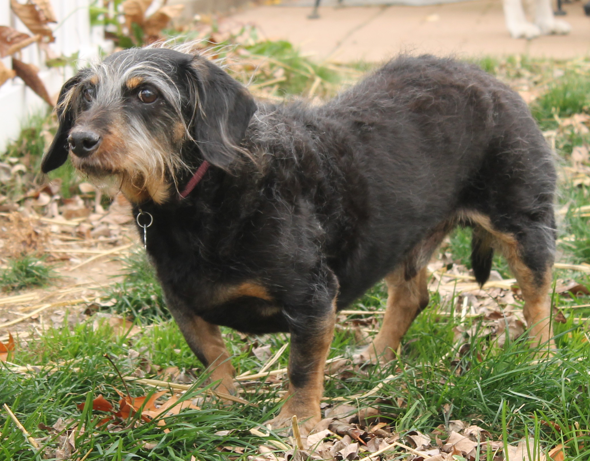 wire haired dachshund, black and tan dachshund