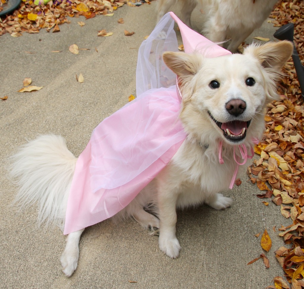 white dog pink princess costume