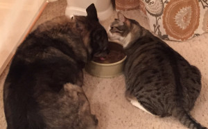cat and dog eating