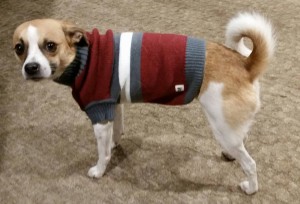 dog in sweater