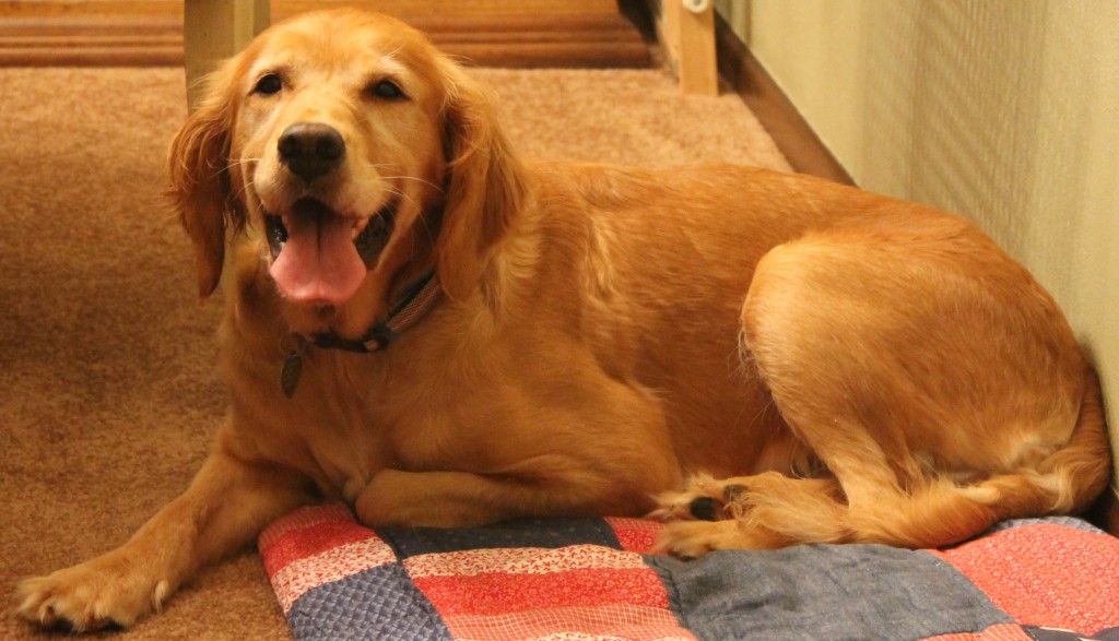 Golden retriever panting