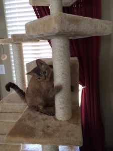 cat with scratching post