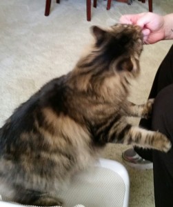 Cat eating treat