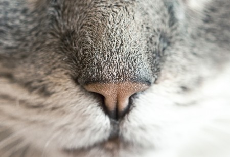 cat nose