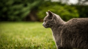 cat outside in grass