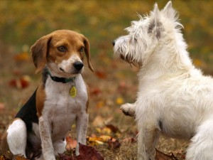 beagle and westie