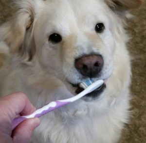 brush dogs teeth