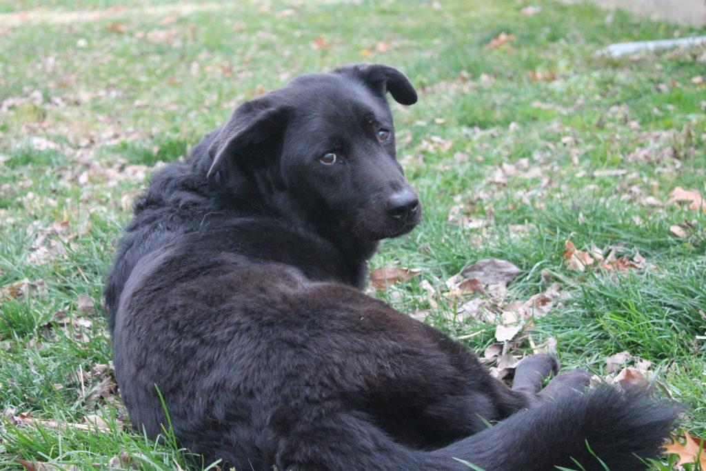 signs of pain in dog