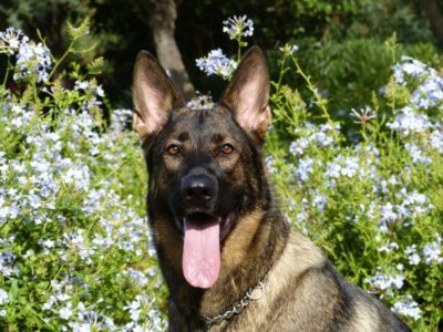 German Shepherd with flowers