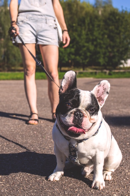 french bulldog on leash