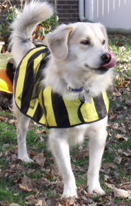 dog in bumblebee costume