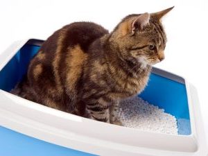 Photo courtesy of petfinder.com