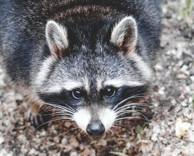 distemper raccoon