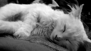 sleeping white cat