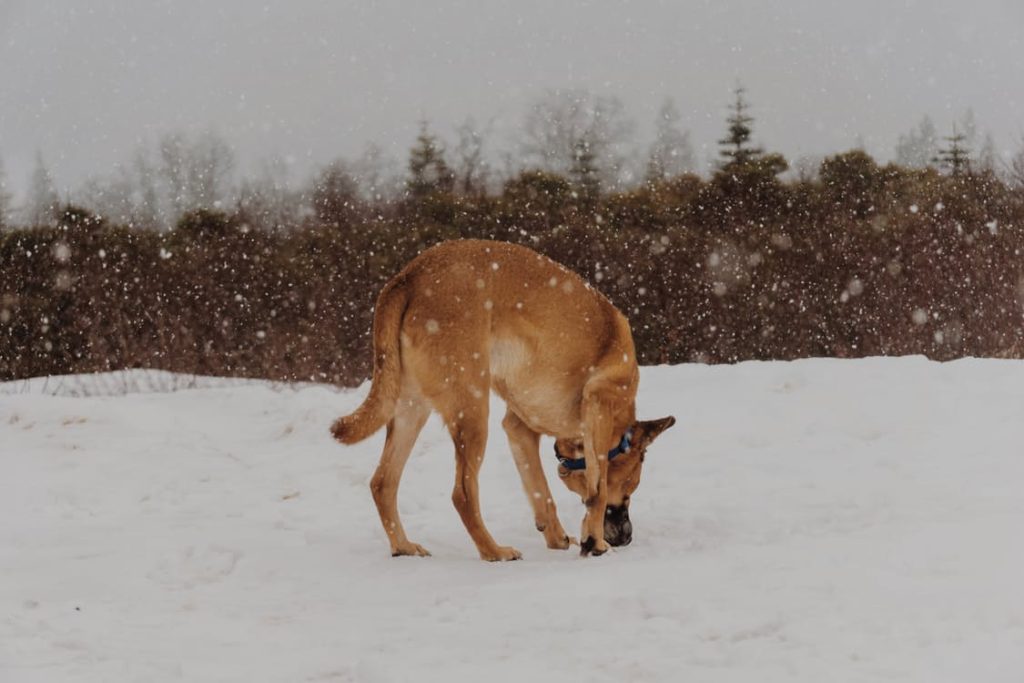brown dog in snow