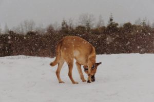 brown dog in snow