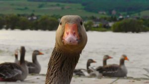 goose asking for food