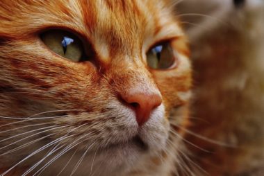 Bone Cancer In Cats Prognosis