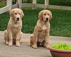 golden puppies
