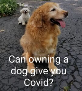 can dogs cause covid