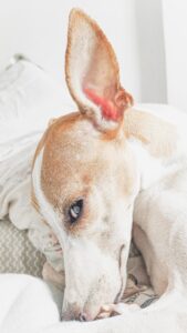 how to clean dogs ears