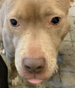 normal eye discharge on pit bull